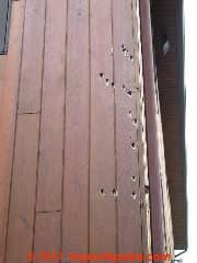Woodpecker damage to wood siding, NY Home (C) Daniel Friedman InspectApedia.com