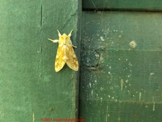 Yellow moth on Green Cabin exterior (C) Daniel Friedman at InspectApedia.com