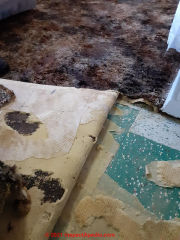 Green asbestos-containing floor tile (C) InspectApedia.com