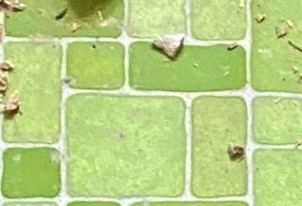 Armstrong green tiny brick sheet flooring linoleum (C) InspectApedia.com anonymous