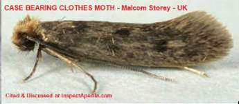 Case bearing clothes moth, Malcolm Storey  cited by UK Natural History Museum - cited at InspectApedia.com
