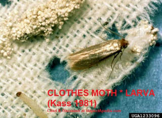 Clothes moth and moth larva on fabric, Kass 1981, cited & discussed at InspectApedia.com Cornell University