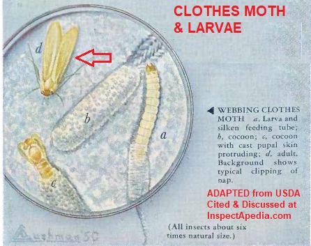 https://inspectapedia.com/hazmat/Clothes-Moths-USDA.jpg