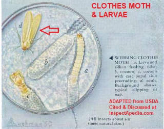 Clothes Moths j- adapted from USDA  1957 cited & discussed at InspectApedia.com