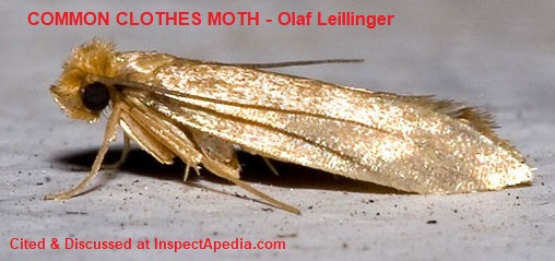 Moth Balls - A Homeowners Guide