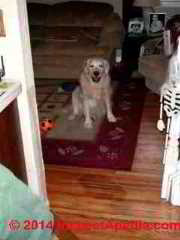 Dog urine stains indoors: the perpetrator seems pleased to have left this puddle but the owner was not so happy (C) Daniel Friedman Michelle Gilligan