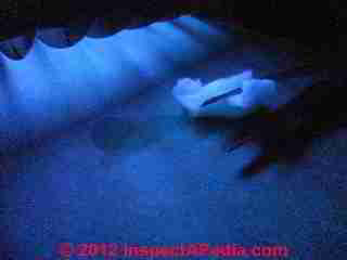 Faux UV does not show urine on cotton (C) Daniel Friedman