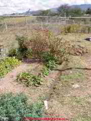 Sink graywater used for irrigation (C) Daniel Friedman