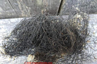 Seaweed insulation in Nova Scotia (C) InspectApedia.com Brian