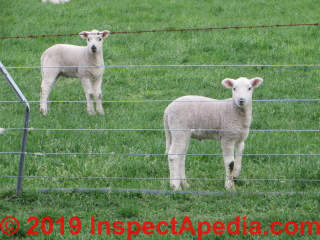 Lambs in Akaroa, New Zealand (C) Daniel Friedman 2014
