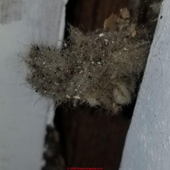Mineral wool or rock wool in a 1920s home (C) InspectApedia.com Tim Farley