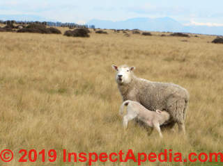 Sheep and lamb, New Zealand (C) Daniel Friedman in New Zealand 2014