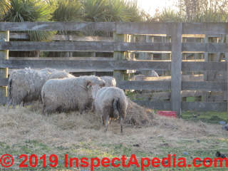Sheep ready for shearing, Travis Weltands New Zealand (C) Daniel Friedman