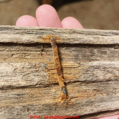 Antique nail in driftwood on a beach in Provincetown, MA (C) InspectApedia.com Ryan