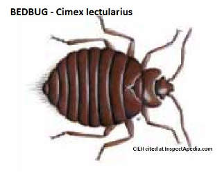 Bedbug courtesy of CIEH cited in detail in this article at InspectApedia.com