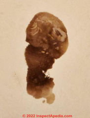 Brown ceiling stain (C) InspectApedia.com Anon