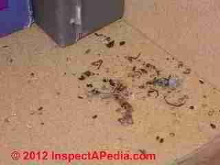 Cabinet rodent feces © D Friedman at InspectApedia.com 