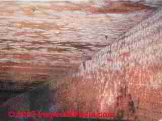 Penicillium mold in cape cod attic © D Friedman at InspectApedia.com 