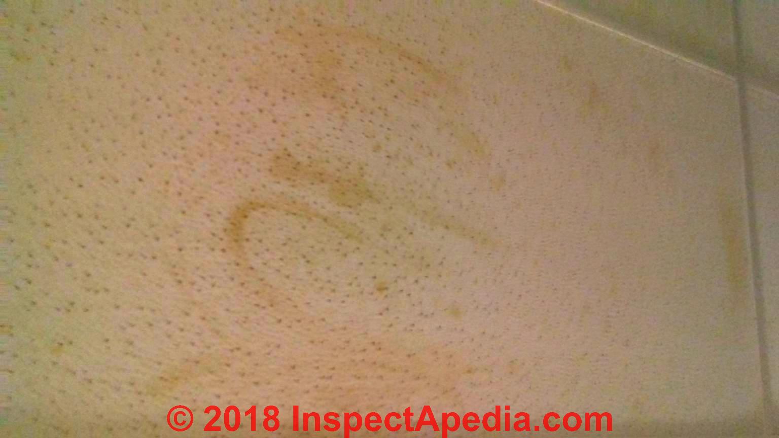 Stains Growths That Are Not Mold Faqs
