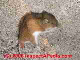 Dead mouse (C) Daniel Friedman