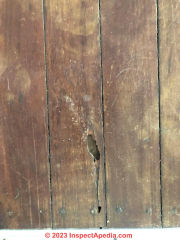 insect damaged wood flooring (C) InspectApedia.com Rachel