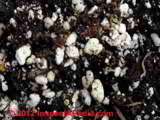 Perlite in planting soil mix © Daniel Friedman