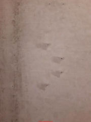 Dark mottled stains and nail or other pops in interor concrete wall (C) InspectApedia.com Janice