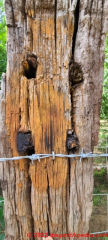Wooden pegs in horse pasture posts San Miguel de Allende Mexico (C) InspectApedia.com DJF