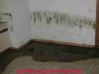 Wet basement leads to mold (C) Daniel Friedman