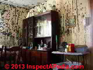 Severe mold contamination in an unattended New York Home (C) Daniel Friedman