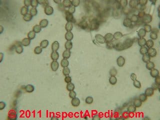 Photo of Aspergillus identified on sweetened condensed milk surface (C) Daniel Friedman