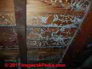 Photograph: typical mold on attic side of ceiling drywall after a roof leaks - © Daniel Friedman