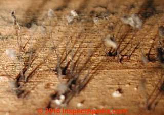 Enlarged view of mold genera growing on a basement plywood subfloor (C) Daniel Friedman