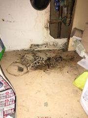 Bath sink leak mold (C) InspectApedia.com Sean