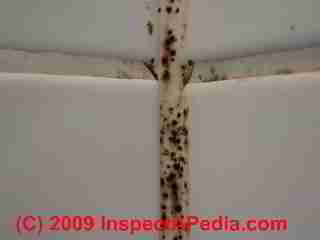 Photo of mold on ceramic wall tile grout joint (C) Daniel Friedman