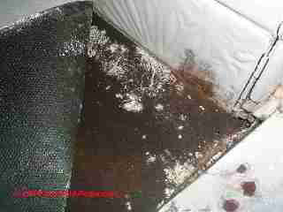 Brown hairy bathroom mold under carpet (C) GP DF