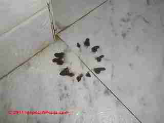 Brown hairy mold on bathroom floor (C) GP DF