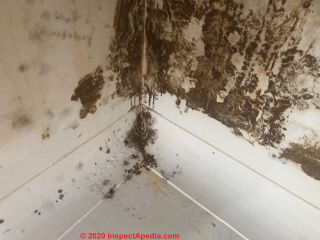 Heavy mold contamiantion on indoor wall and floor baseboard trim - hidden mold likely too (C) InspectApedia.com Tottall