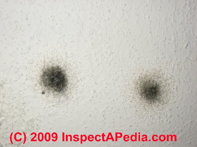 black mold spores