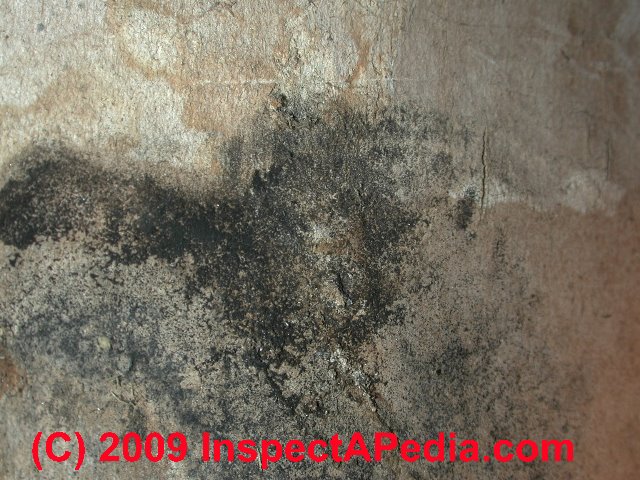 What Does Black Mold Look Like Toxic Black Mold Growth