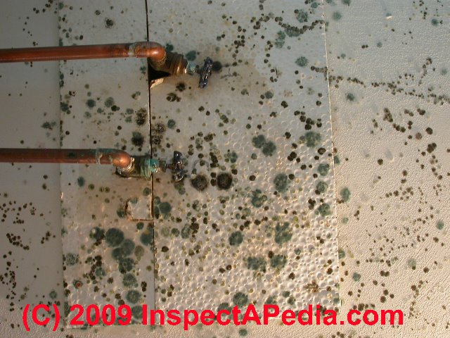 Toxic black mold identification photos and info. What toxic mold looks like.