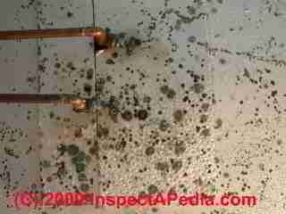 Mold grwoth on plastic covering of suspended ceiling tiles (C) Daniel Friedman