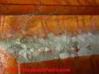 Photo of mold on cabinet door surface(C) Daniel Friedman