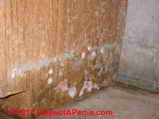 Photo of mold on  sides of k itchen cabinet base at floor(C) Daniel Friedman