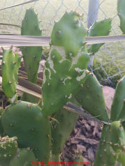 Cactus scarring (C) InspectApedia.com Jen