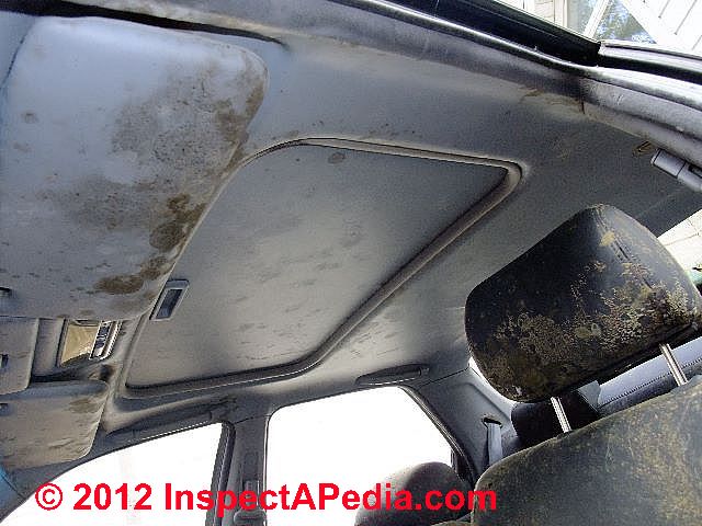 Mold In Car Interior Dangerous | Billingsblessingbags.org