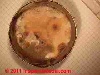 Photo of mold on high-sugar condensed milk (C) Daniel Friedman