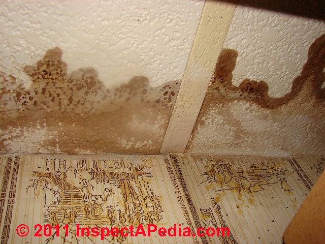 What Does Black Mold Look Like Toxic Black Mold Growth
