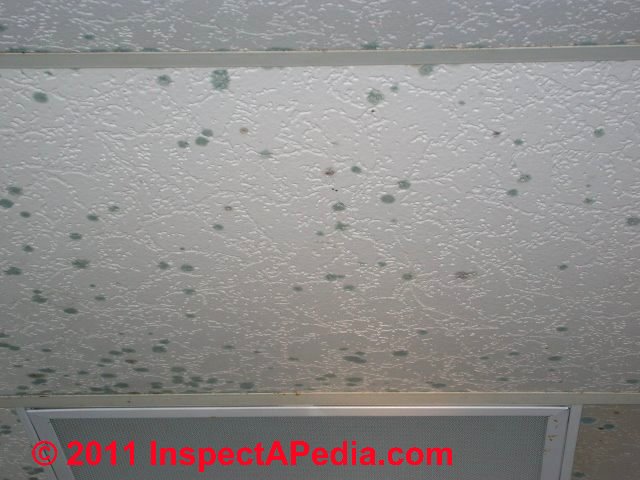 Photographic Guide To Mold Mold Growth On Or In Cars Rvs Boats