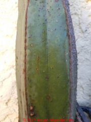 Cactus after scale removal (C) Daniel Friedman at Inspectapedia.com